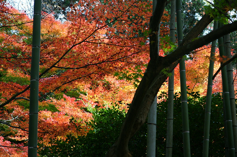 京都の秋（Ｐａｒｔ ３） _e0006964_22195218.jpg