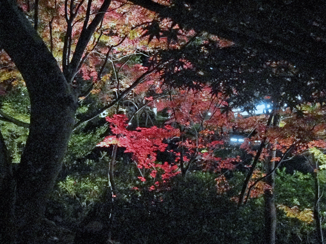 b0041473_15504336.gif