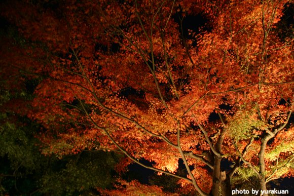 古都の紅葉 『高台寺』 その２_d0030373_2245643.jpg