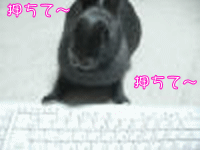 e0162273_22235460.gif