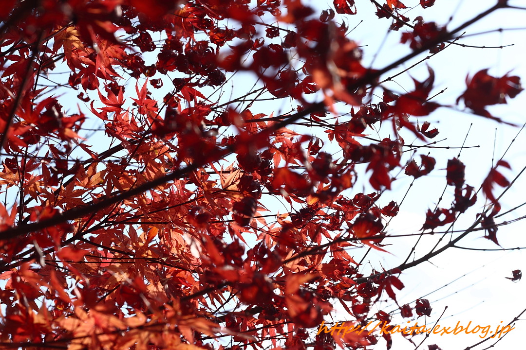 Autumn Leaves_f0192875_23512486.jpg
