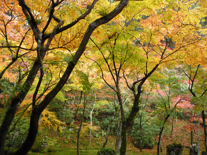 太宰府市・光明禅寺の紅葉　＃１_c0120976_2142329.jpg