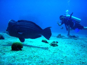 最後の締めは、やっぱりシミラン諸島!_f0144385_742402.jpg