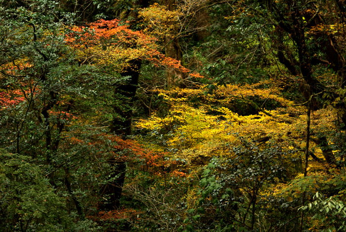 菊池渓谷の紅葉 ２００８　その３_e0079696_1875030.jpg