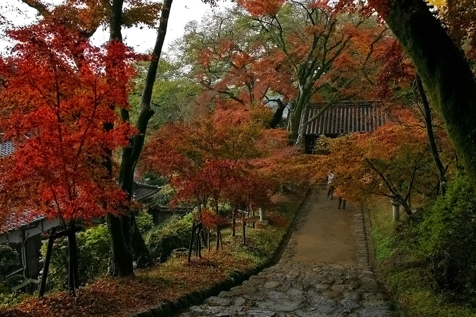 福岡・秋月の紅葉_c0129599_238278.jpg