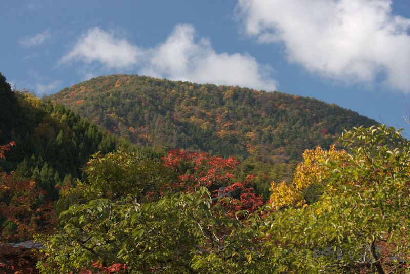 紅葉シリーズ４　鷹峯　光悦寺_a0046000_20153475.jpg