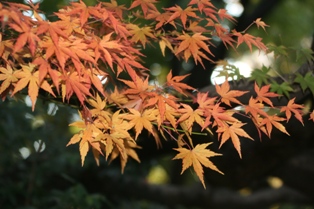 そろそろ紅葉_b0049307_21244944.jpg