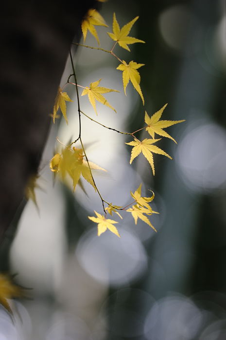 2008・京都の紅葉　地蔵院編其の二_f0032011_215322.jpg