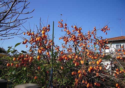 e0108126_22285618.jpg