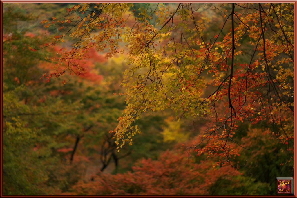 正暦寺　紅葉の頃　（後編）_e0150228_1874070.jpg