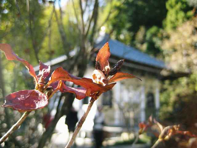 【長谷寺の銀燦堂（経蔵）】_b0009849_1618451.jpg