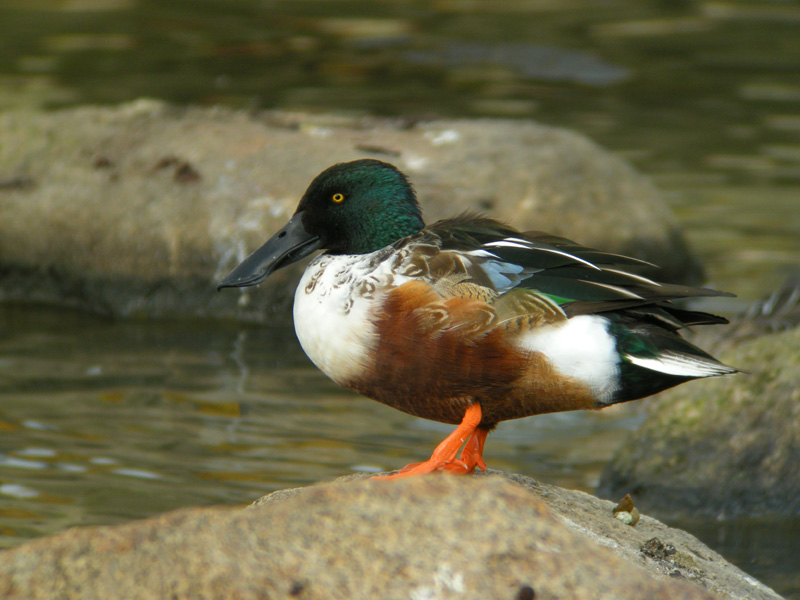 近場の鳥たち_e0156157_21584085.jpg