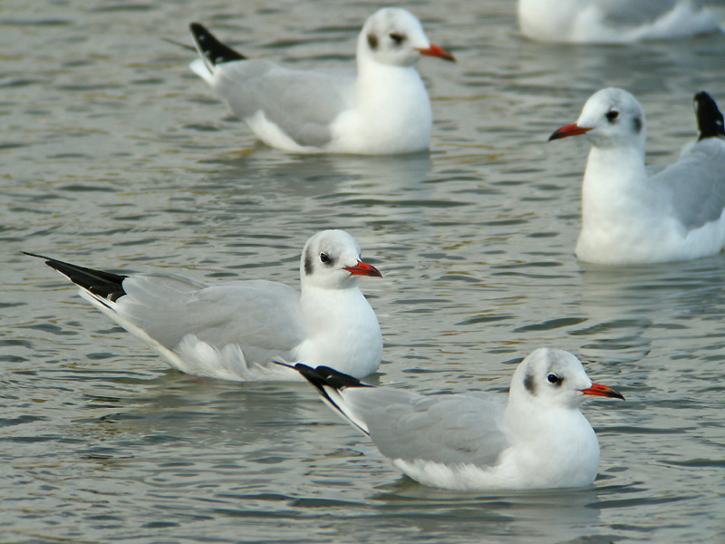 近場の鳥たち_e0156157_21594463.jpg