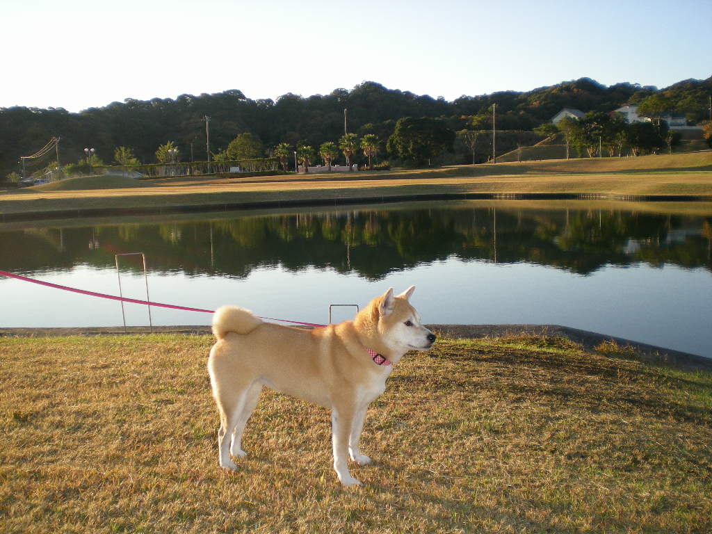 ２００８年１１月２９日（土）真っ赤な太陽なのだ～！_f0060461_19264586.jpg