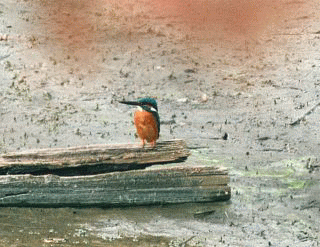 b0120968_2362392.gif