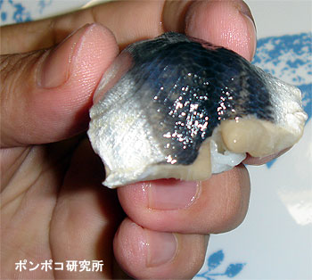 Surströmming（シュールストレミング）_e0073268_1664865.jpg