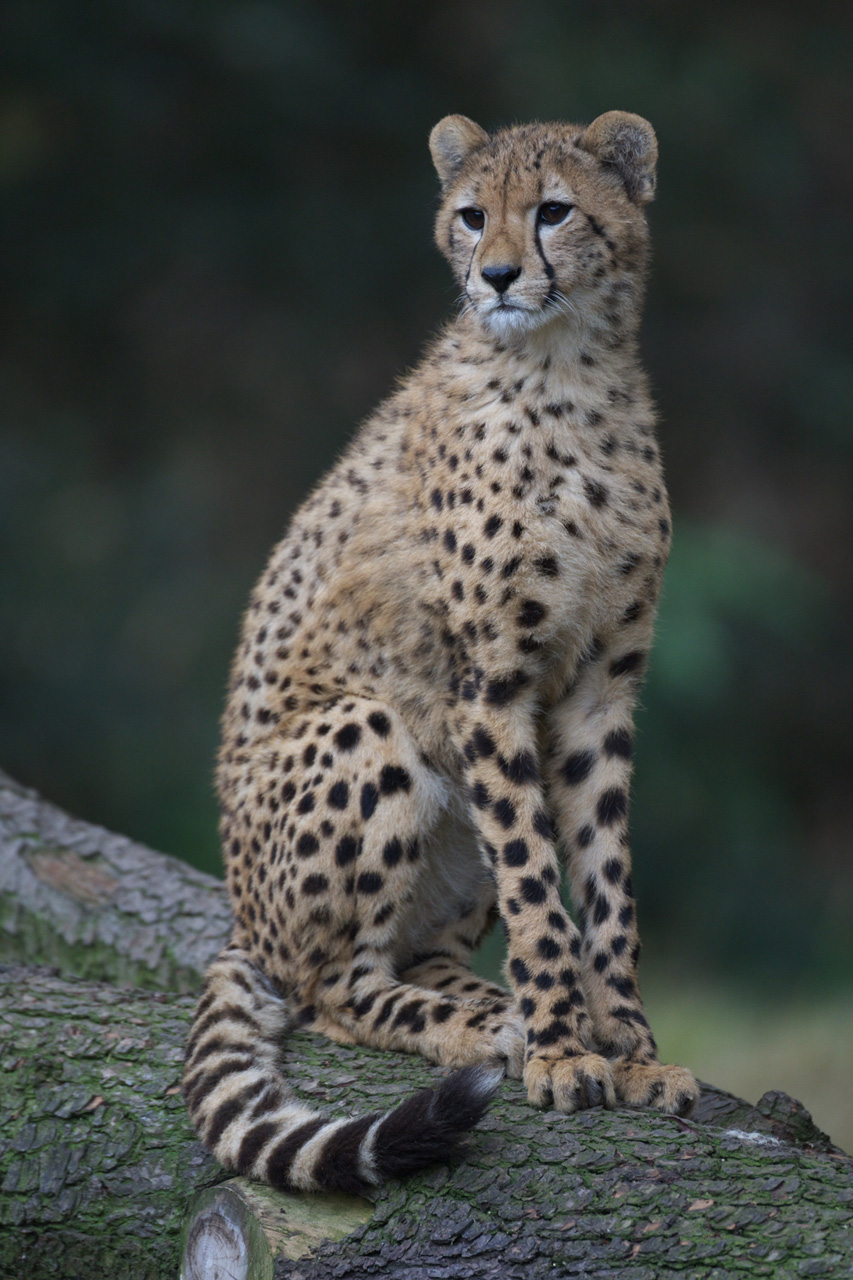 多摩動物公園301_e0060169_818818.jpg