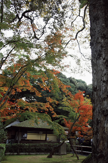 京都　金閣寺_f0003598_1053327.jpg