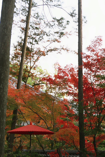 京都　金閣寺_f0003598_10533313.jpg