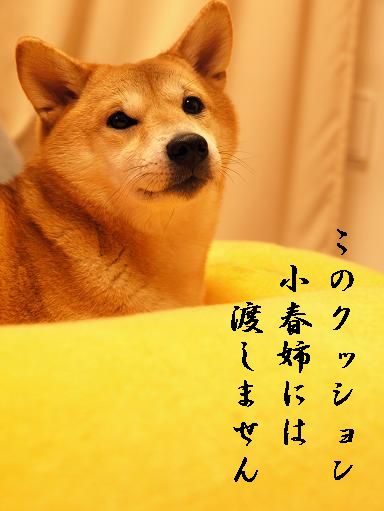 こはずき版 犬川柳_f0109601_2183915.jpg