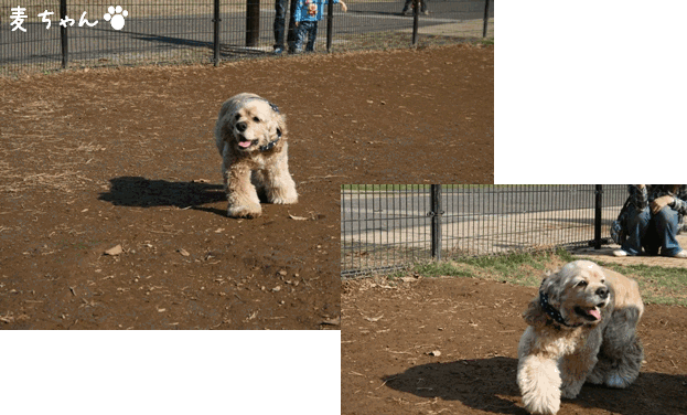 c0128303_13444538.gif