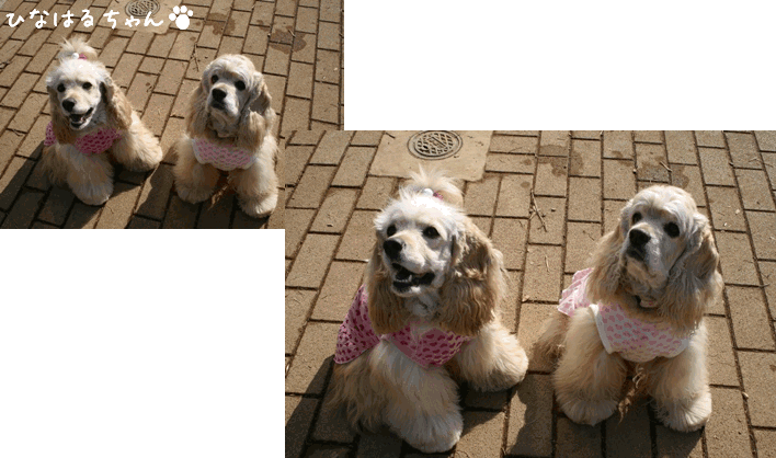 c0128303_1345497.gif