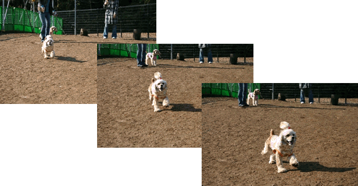 c0128303_148542.gif