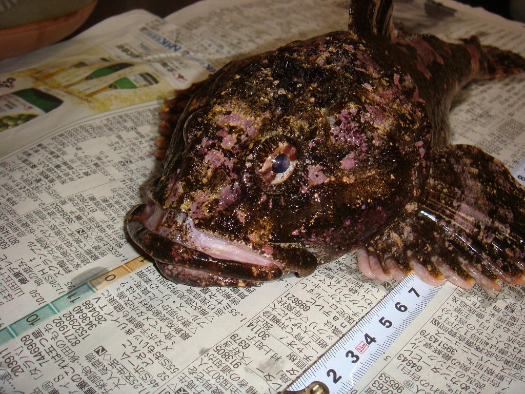 念願のカジカ様 北海道の海釣りと家庭菜園