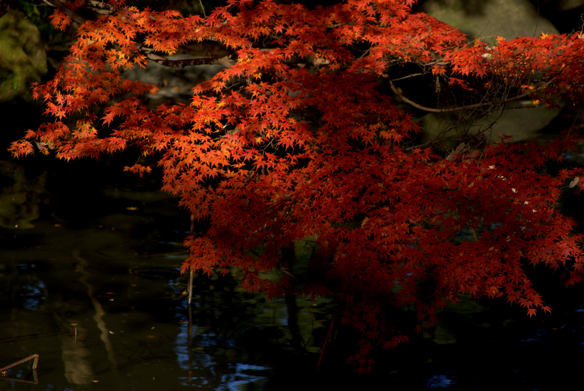 岡山後楽園_e0157612_16294143.jpg