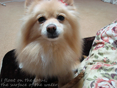 b0075318_20413635.gif