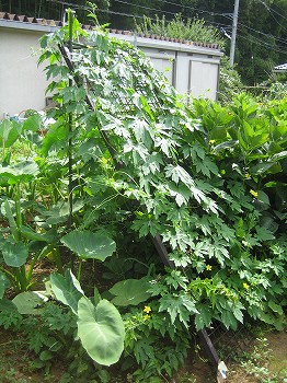 2008.7.23夏野菜 タヌキに”恩返し?_c0038619_16475430.jpg