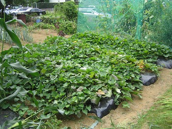 2008.7.23夏野菜 タヌキに”恩返し?_c0038619_16481720.jpg