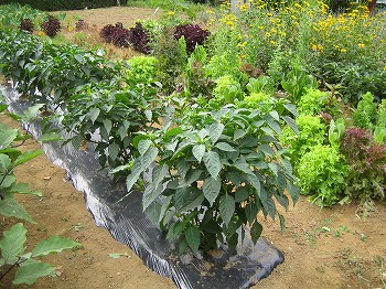 2008.7.23夏野菜 タヌキに”恩返し?_c0038619_1648544.jpg