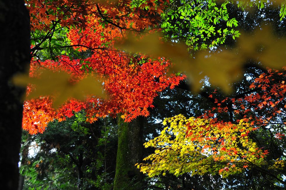 西明寺の紅葉_a0031821_981933.jpg