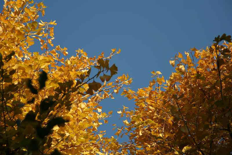 e0052135_173451100.jpg