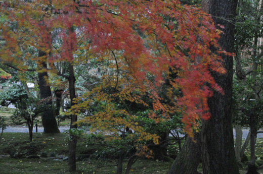 c0093046_21552473.gif
