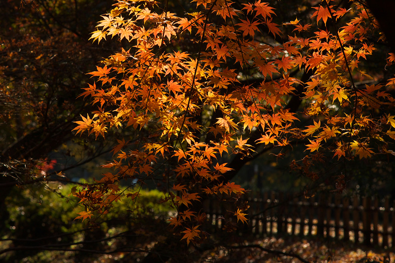 神代植物公園_e0140650_16322999.jpg