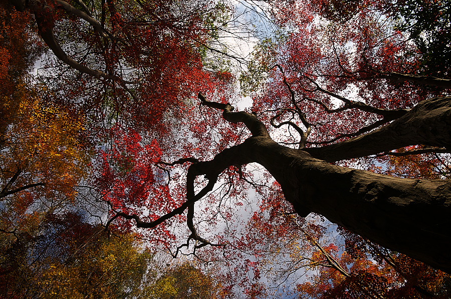 箸蔵山の紅葉_b0112163_6451832.jpg