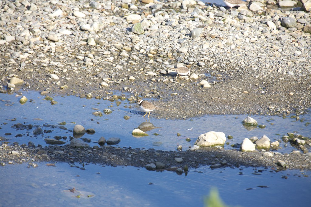 野鳥と紅葉_c0108863_2235346.jpg