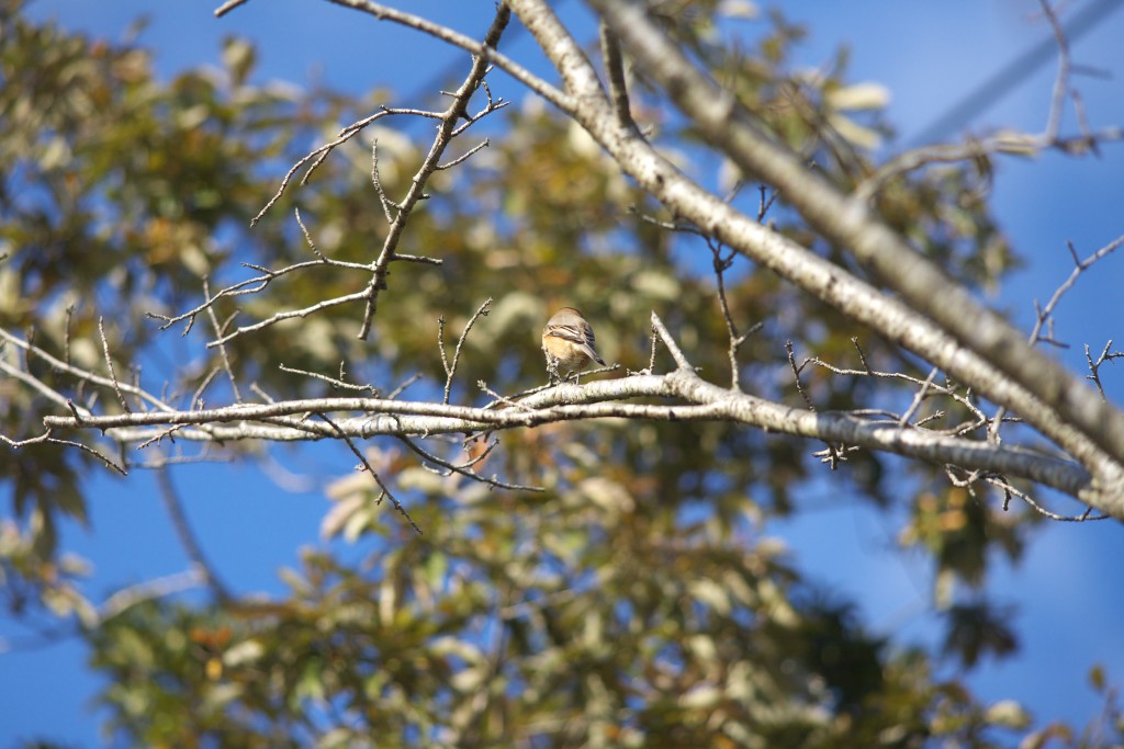 野鳥と紅葉_c0108863_22514022.jpg