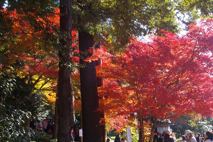 鎌倉紅葉情報①北鎌倉円覚寺（08・11・29～30）_c0014967_23424419.jpg