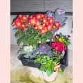 e0085772_1425126.gif