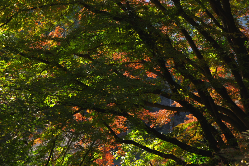 慈光寺の紅葉（１）_b0104774_21304397.jpg