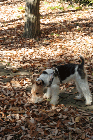 c0070377_2281437.gif