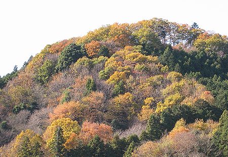 「パトリアおがわ」界隈は　いま　「雑木紅葉」　(^^) _c0076682_19403028.jpg