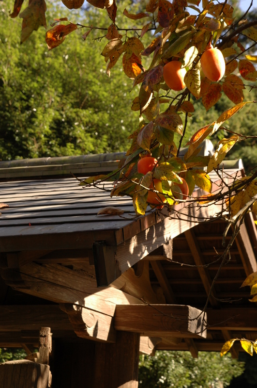 e0083204_2327275.jpg
