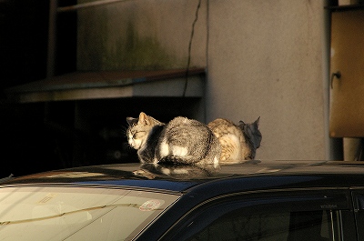 師走だよ！　ネコネコ大行進♪_a0024005_1115891.jpg