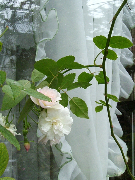 f0007106_1523398.jpg