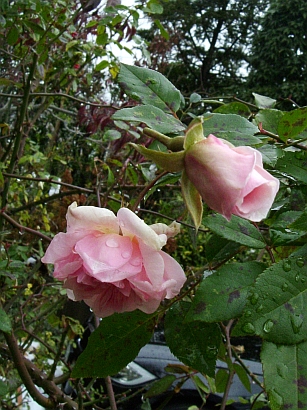 f0007106_15395590.jpg