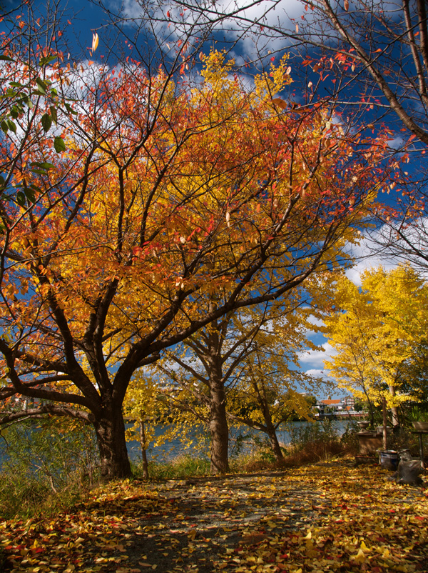 ご近所の紅葉_a0037907_2213328.jpg